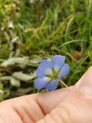 Nemophila menziesii
