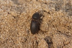 Agrypnus rectangularis