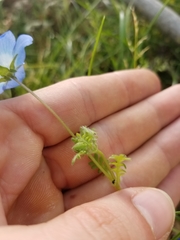 Nemophila menziesii