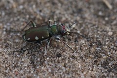 Cicindela scutellaris lecontei