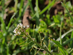 Capsella × gracilis