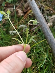 Nemophila menziesii