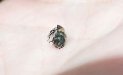 Osmia caerulescens