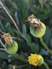 Othonna coronopifolia