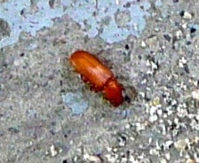 Tribolium castaneum