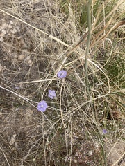 Evolvulus arizonicus