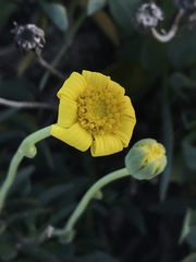 Othonna coronopifolia