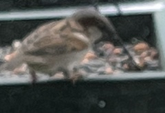 Passer domesticus