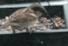 Passer domesticus image