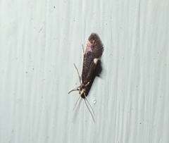 Psychoides filicivora