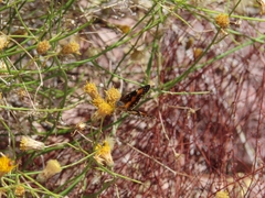 Chlosyne californica