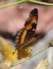 Chlosyne californica