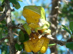 Phyllomedusa
