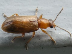 Orsodacnidae