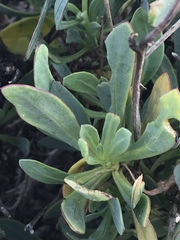 Othonna coronopifolia