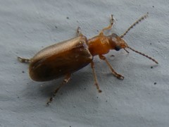 Orsodacnidae