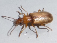 Orsodacnidae