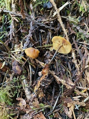 Heimiomyces fulvipes