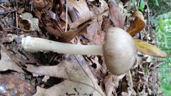 Amanita submaculata