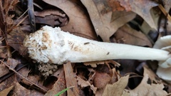 Amanita submaculata
