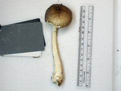 Amanita submaculata