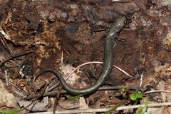 Plethodon electromorphus