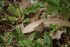 Cissia phronius