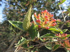 Viburnum juddii