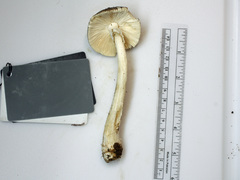 Amanita submaculata