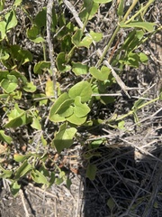 Dichondra occidentalis