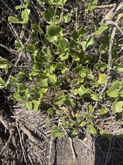 Dichondra occidentalis