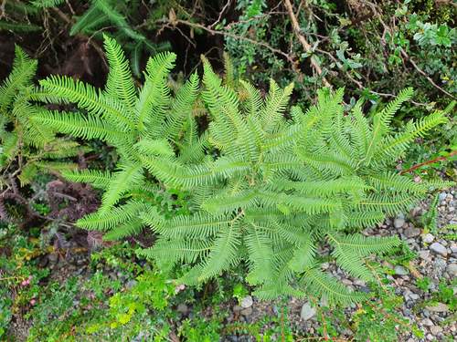 Sticherus squamulosus (Sticherus squamulosus)