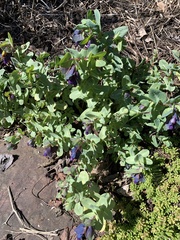 Cerinthe major
