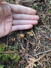 Heimiomyces fulvipes