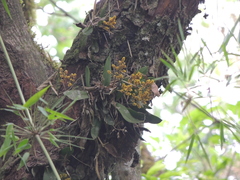 Trichocentrum pumilum
