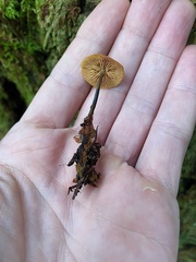 Heimiomyces fulvipes