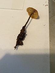 Heimiomyces fulvipes