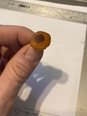 Heimiomyces fulvipes