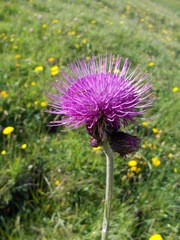Cirsium rivulare
