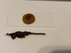 Heimiomyces fulvipes