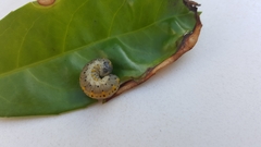 Abia aenea