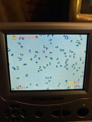 Heimiomyces fulvipes