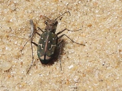 Lophyra flexuosa