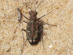 Lophyra flexuosa