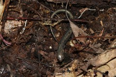 Plethodon electromorphus