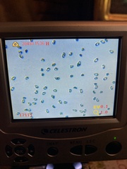 Heimiomyces fulvipes