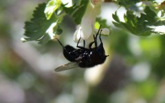 Copestylum comstocki