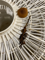 Heimiomyces fulvipes