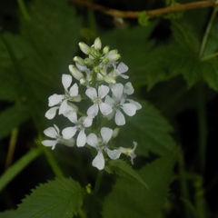 Iodanthus pinnatifidus