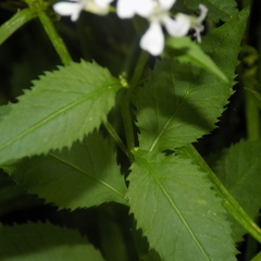 Iodanthus pinnatifidus